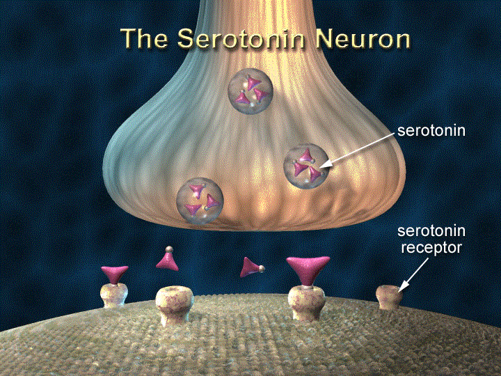 Regulation of Pain in Fibromyalgia by Selective Serotonin and Serotonin Norepinephrine Reuptake Inhibition